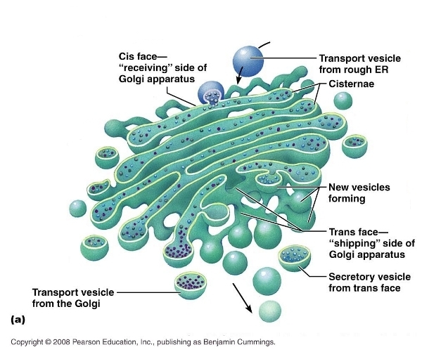 Golgi Apparatus - Organelles in a Eukaryotic Cell